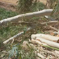 خرید و فروش انواع چوب بریدن درخت