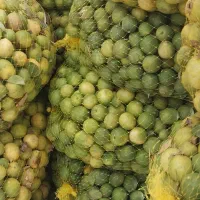 لیمو تازه آبگیری
