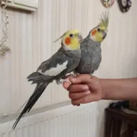 پرنده عروس هلندی