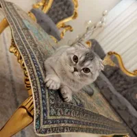 گریه اسکاتیش سیلور