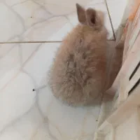 بچه خرگوش