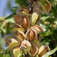 بزرگترین تولیدکننده نهال سیب انگوربادام زیتون انار