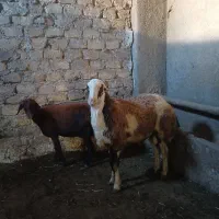 قوچ پلنگی بره گوسفند میش رون
