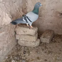 سبز خطی و طوقی زرد