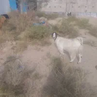 بز تالی نجاتدار لنگ جمل|حیوانات مزرعه|بم, |دیوار