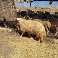 قوچ سنجابی|حیوانات مزرعه|اسلامآباد غرب, |دیوار