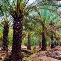 ما رو پیدا کردی نخل می خواستی|خدمات باغبانی و درختکاری|زاهدان, |دیوار