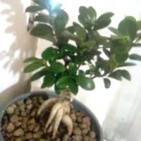 نیازمندیم زوج جوان سرایداری و باغبانی