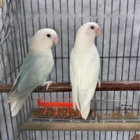طوطی کوتوله برزیلی مارال یاسی مولد|پرنده|رشت, سعدی (تختی)|دیوار