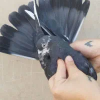 15تاکبوتر پرشی