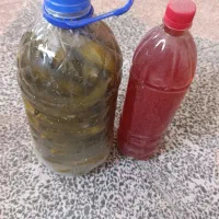 زیتون و خیارشور و آبغوره و سیر ترشی و انواع ترشی|خوردنی و آشامیدنی|تاکستان, |دیوار