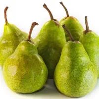 فروش نهال های مثمر و غیر مثمر نهالستان سالم نهال|خدمات باغبانی و درختکاری|سیمین شهر, |دیوار