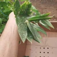 زاموفیلیا بصورت ریشه/حسن رحمانی