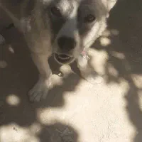 سگ پاکوتاه