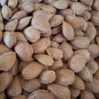 خریدار عمده بادام