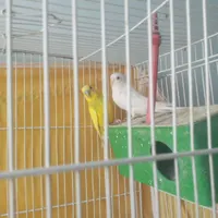 جفت مرغ عشق ماده سفید|پرنده|قاين, |دیوار