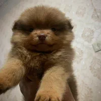 سگ پامرانین خرسی