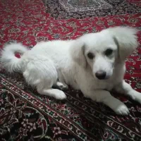 سگ.|سگ|نجف‌آباد, منتظری شمالی|دیوار