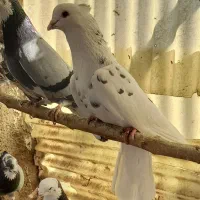 ۱۰تانره مایه|پرنده|جوادآباد, |دیوار