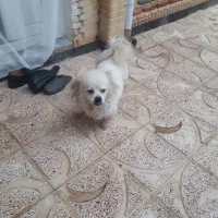 پیدا شده
