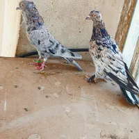 کفتر نروماده سرو اتیشی بزن