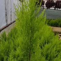 گل لاوسون|گل و گیاه طبیعی|کلاچای, |دیوار