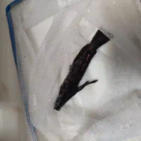 ماهی اکواریومی گوشتخوار