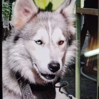 هاسکی ماده چشم نگین دار فوق العاده|سگ|املش, |دیوار