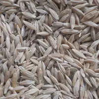 جو بذری سرارود