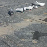 ۵تا کبوتر فروشی|پرنده|بجنورد, |دیوار