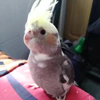 عروس هلندی خاکستری با تاج زرد رنگ گمشده|حیوانات|شیراز, شهرک ترکان|دیوار