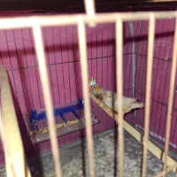 فنچ مولد دو ماده یه نر|پرنده|خان ببین, |دیوار