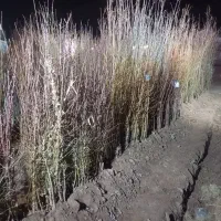 مجموعه نهالستان آریا نهال قزوین