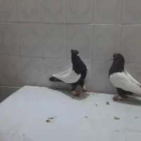 رنگی|پرنده|اهواز, اهواز|دیوار