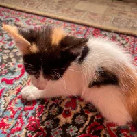 بچه گربه|گربه|رودسر, |دیوار