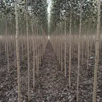 عرضه نهال صنوبر ویژه پروژههای بزرگ رشد یکنواخت