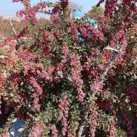 زرشکده- زرشک و زعفران قائنات