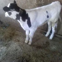گوساله هلشتاین|حیوانات مزرعه|جونقان, |دیوار
