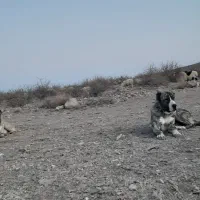 سگ گله ای نگهبان .