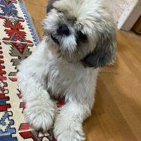 سگ gom shode|سگ|شیراز, چوگیاه‎|دیوار