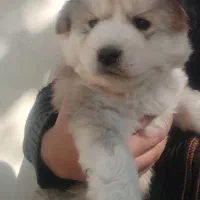 سگ هاسکی|سگ|شیراز, فرهنگ شهر|دیوار