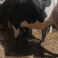 فروش گاو هلشتاین شیری