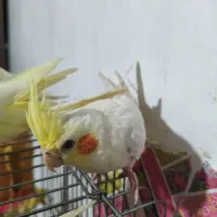 عروس هلندی لوتینو