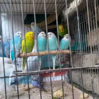 سرگرمی حیوانات  پرنده|پرنده|گرگان, |دیوار