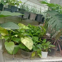 گل‌های آپارتمانی و بیرونی|گل و گیاه طبیعی|ساری, |دیوار