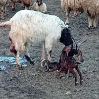 دوعدد بز هلندی آبستن بایک عدد گیسک اول شکم آبستن