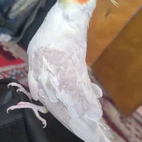 عروس هلندی جفت رنگ خاص