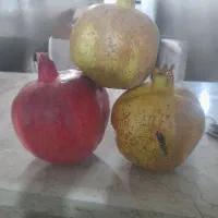 انار میخوش و کیوانی آبدار رابر