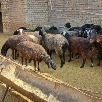 میش جوون و سالم سیاه کبود اصل قمی|حیوانات مزرعه|سلفچگان, |دیوار