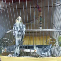 فروش عروس هلندی|پرنده|رفسنجان, |دیوار